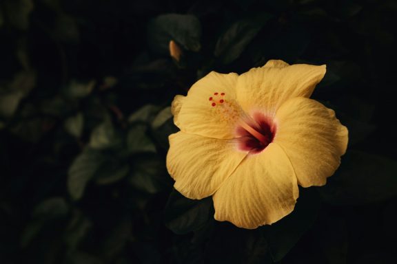 Golden Vitality Close-up of a vibrant yellow hibiscus flower in full bloom.